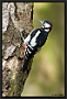 Grote Bonte Specht, Great Spotted Woodpecker, Dendrocopos major Location: Hof van Twente, The Netherlands grote bonte specht MG 2578 kopie